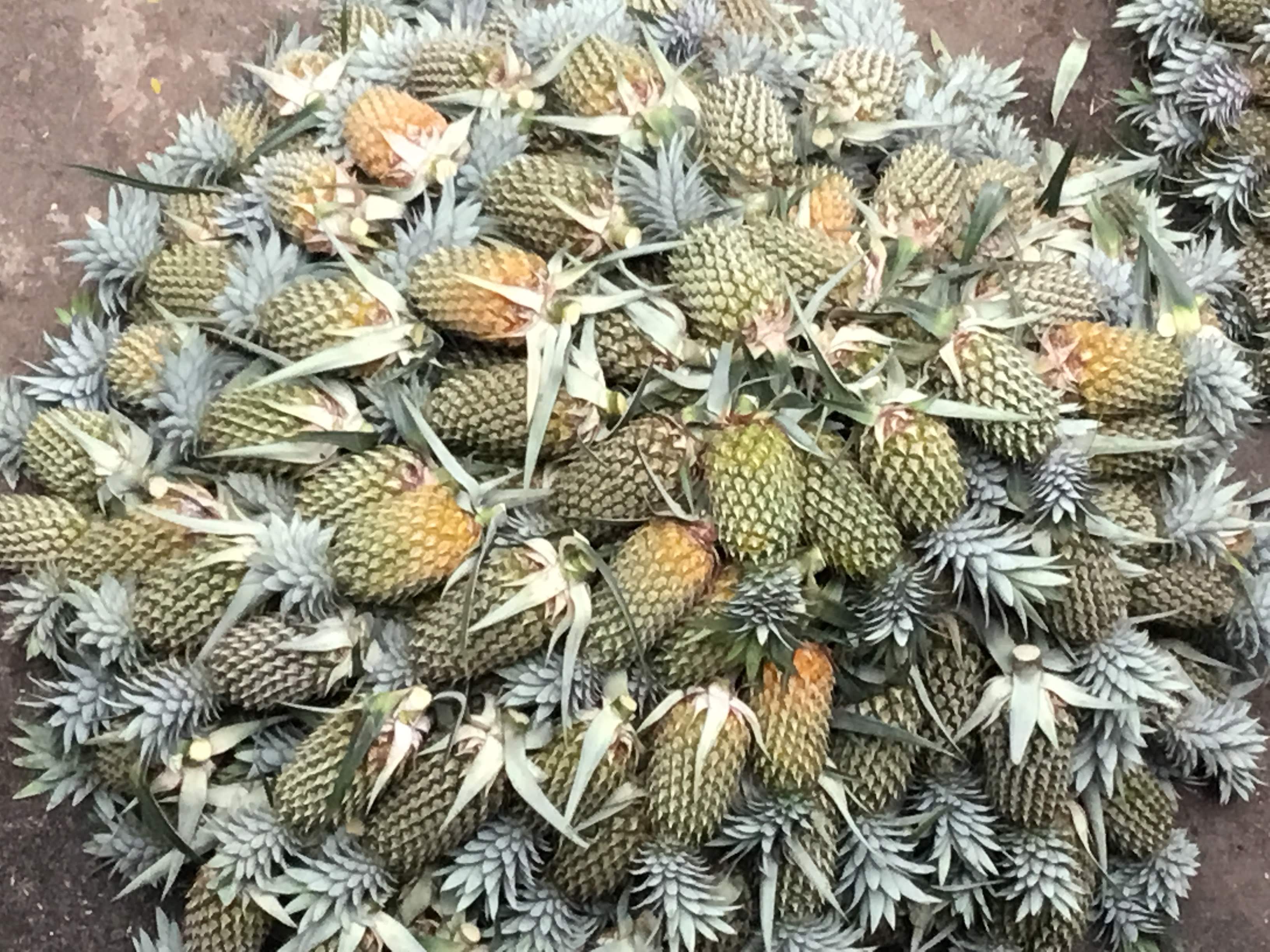 vibrant pineapple market in Kerala