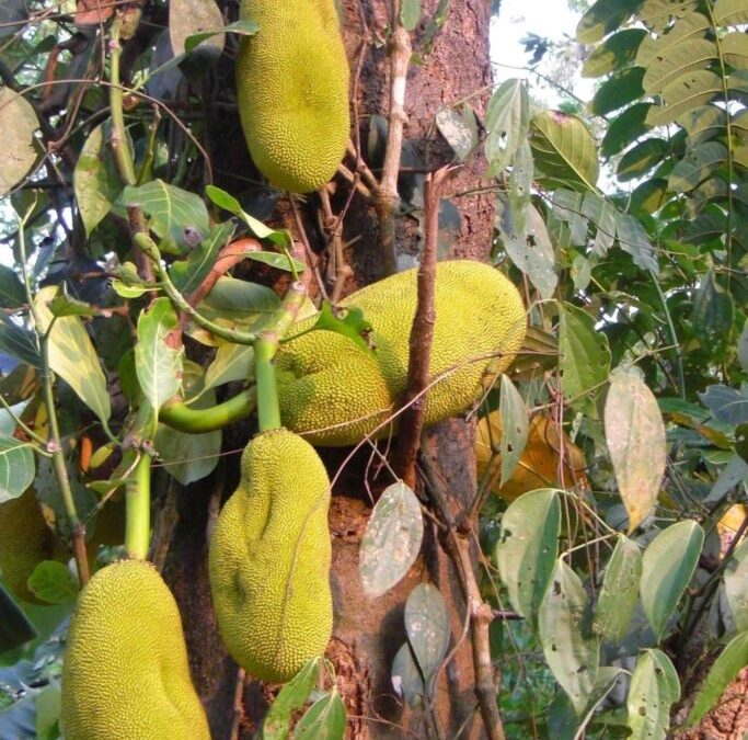 Kerala Jack fruit season
